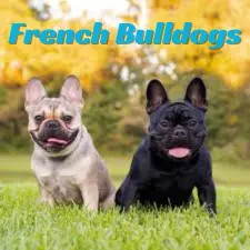 French Bulldogs Guide 2025: Expert Tips, Care, and Insights 1 French
