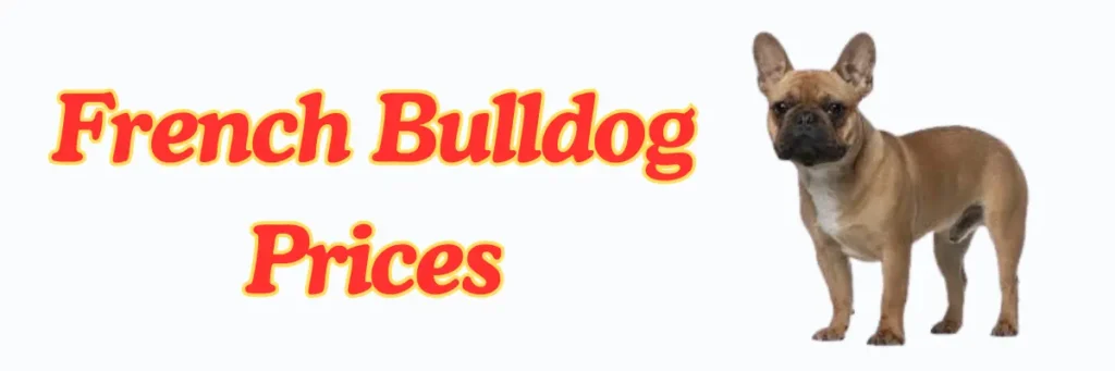 French Bulldogs Guide 2025: Expert Tips, Care, and Insights 18 welcome little one 75